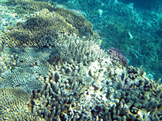 hard coral types